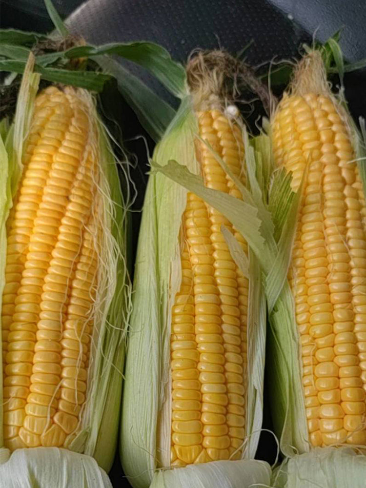 Lutian 196 Sweet Corns