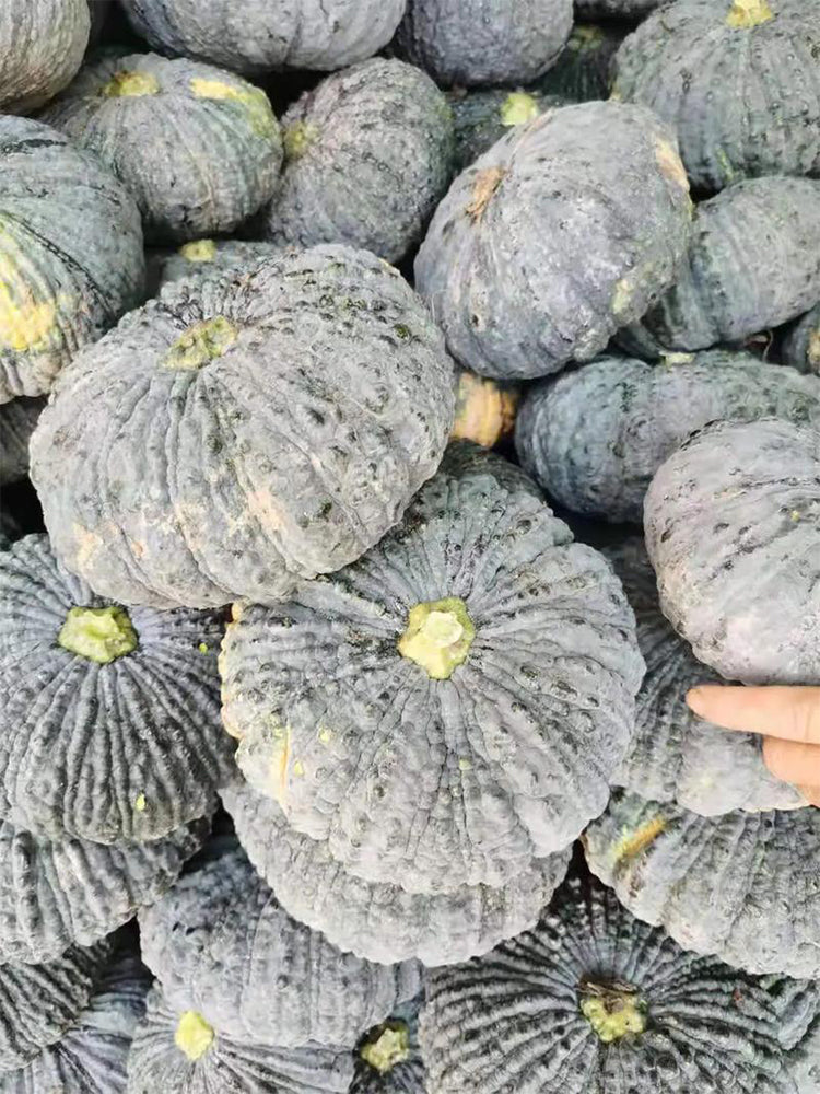 Thai 'Gold Coin' Pumpkins