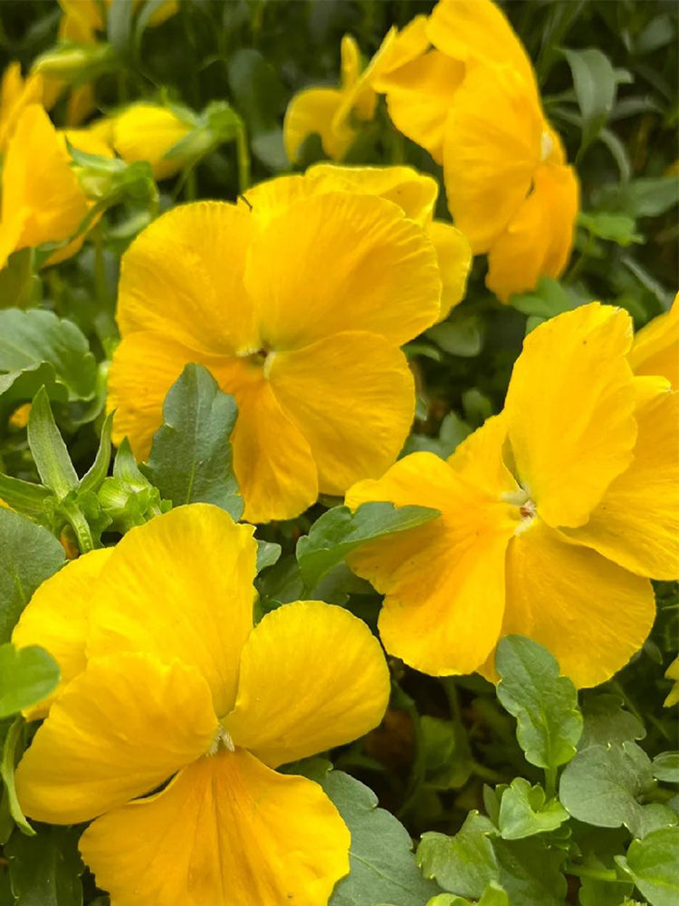 Hezhichun Pansy 'Late Autumn'