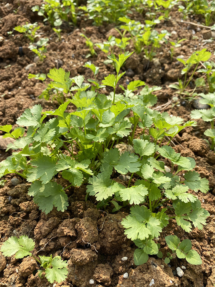 Evergreen Iron Stem Cilantro