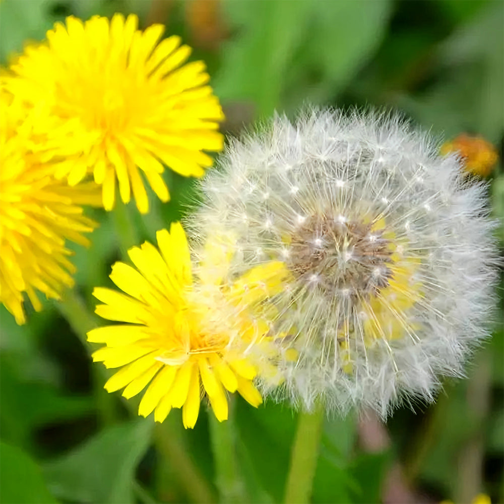 dandelion flower to seed Bellfarm® Dandelion Seeds – MUCIAKIE