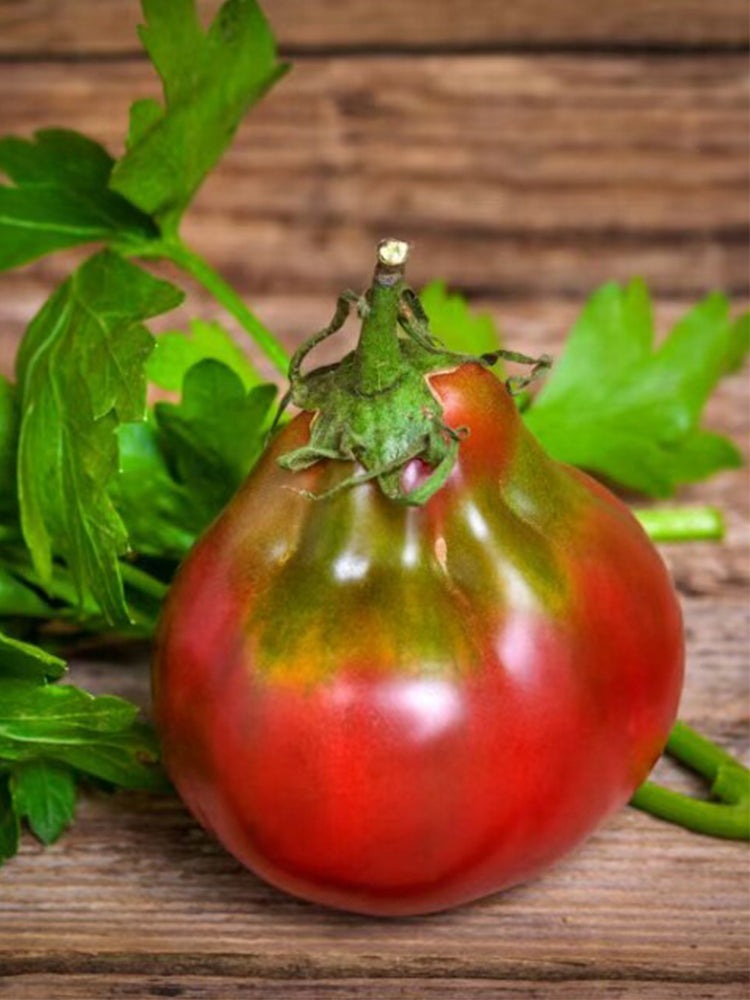 901 Wine Jug Tomato