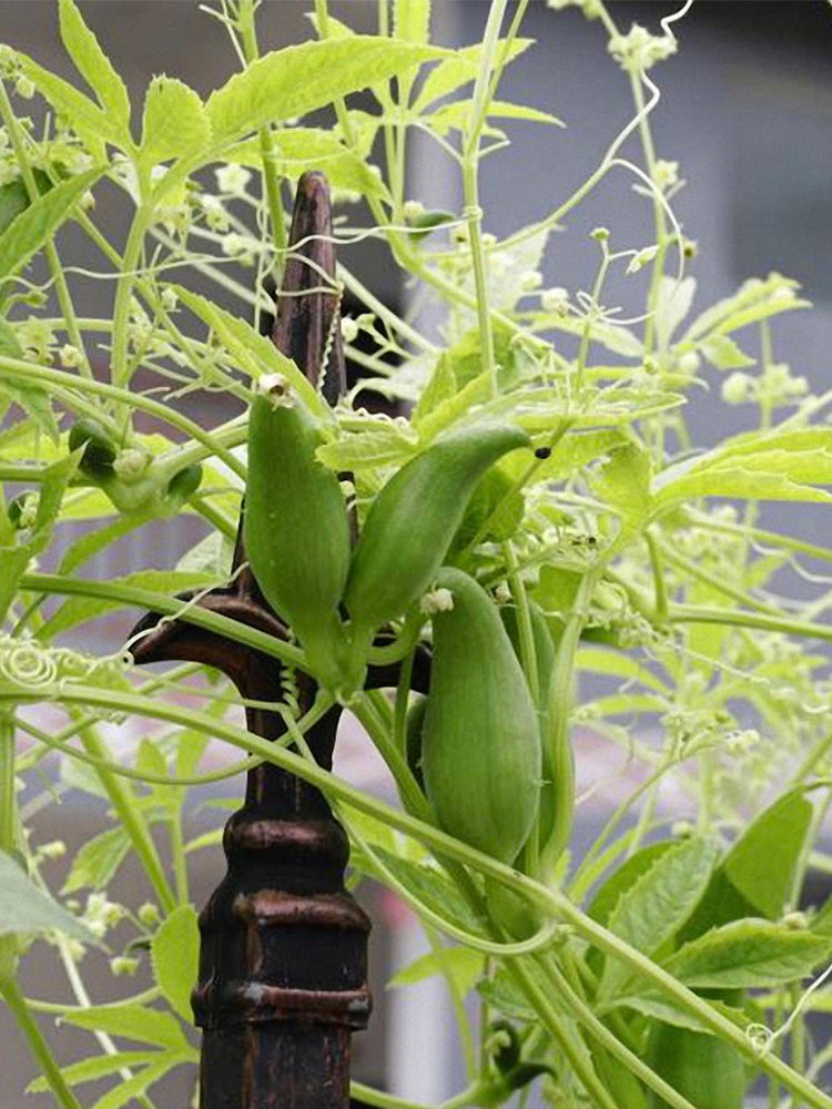 Slipper Gourd (Cyclanthera pedata)