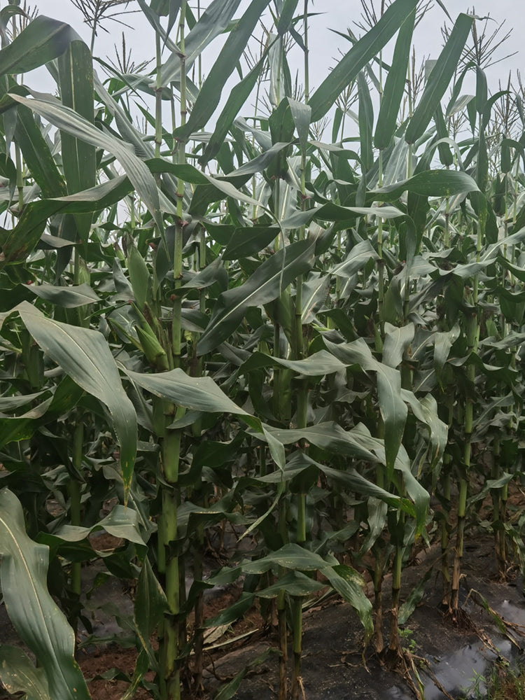 'Yu Heitian Nuo 950' Black Corn