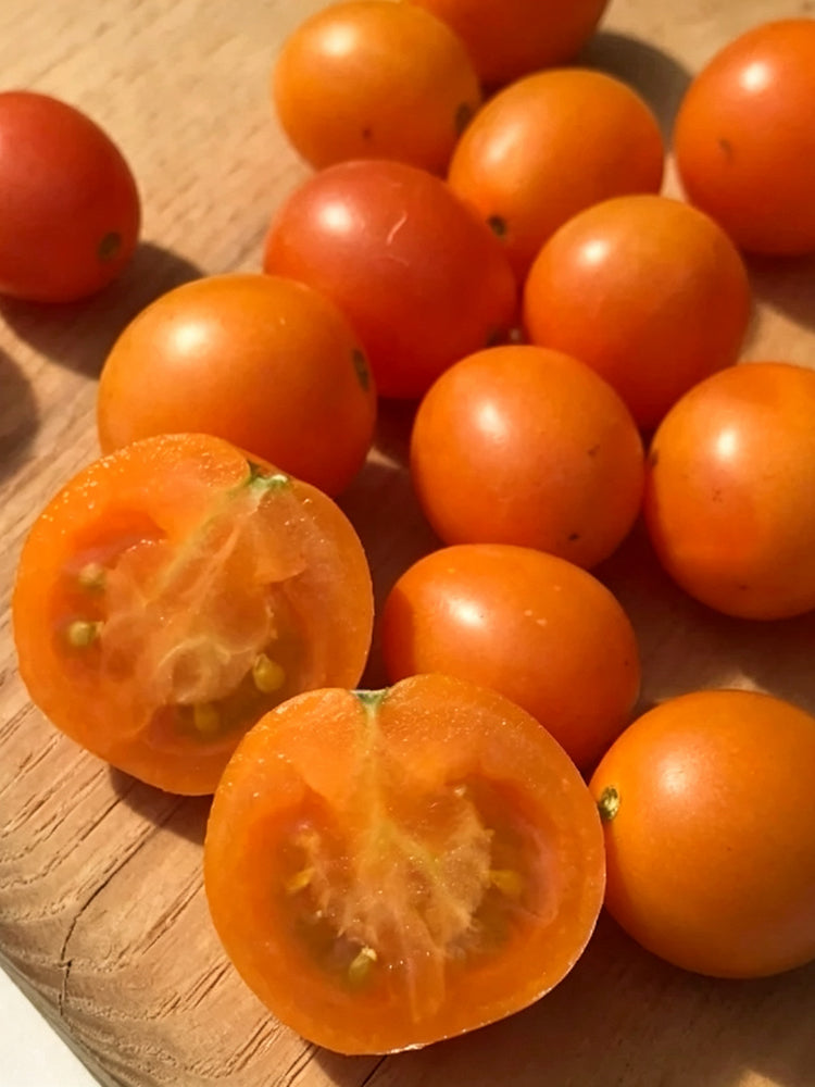 884 Honeydrop Cherry Tomato