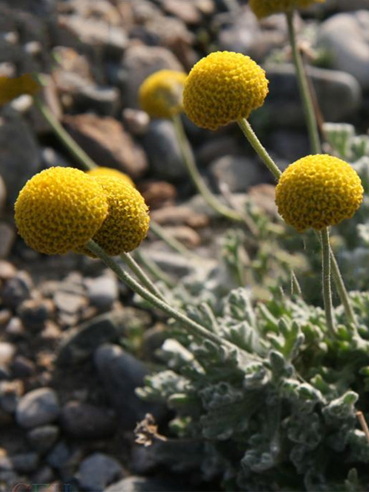 Toothache Plant (Acmella oleracea)