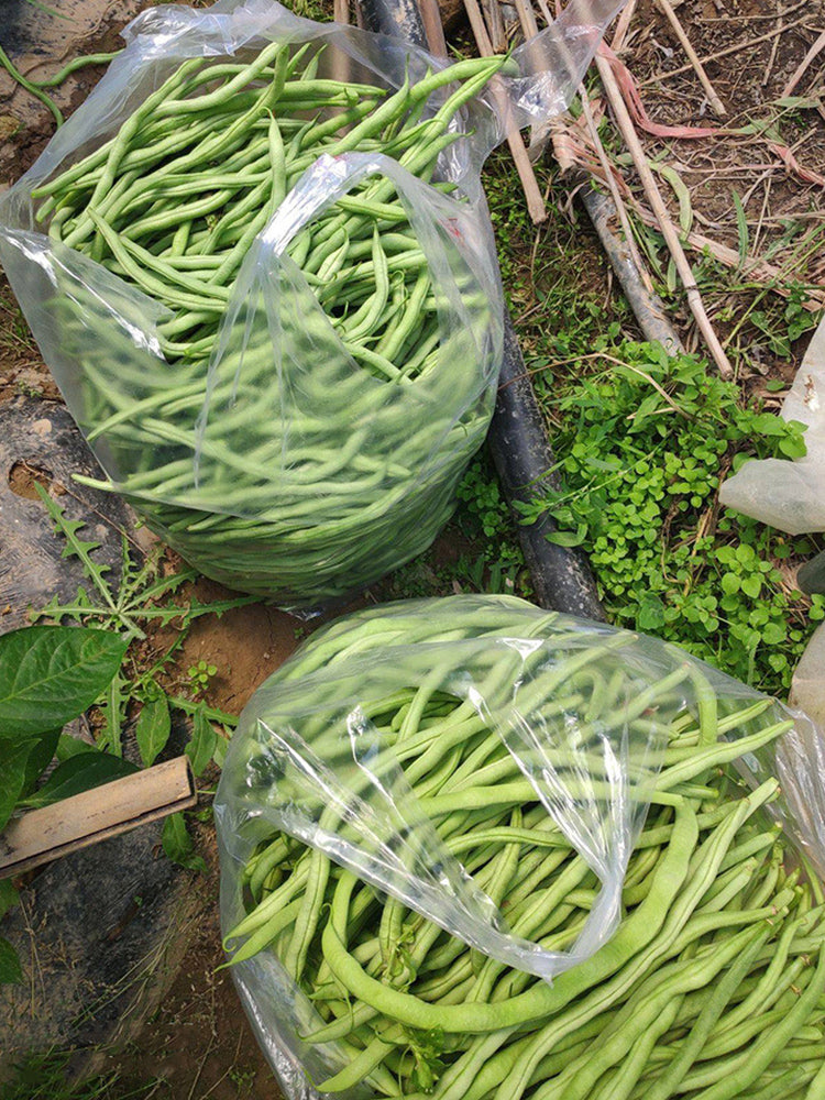 Stringless Snap Bean King