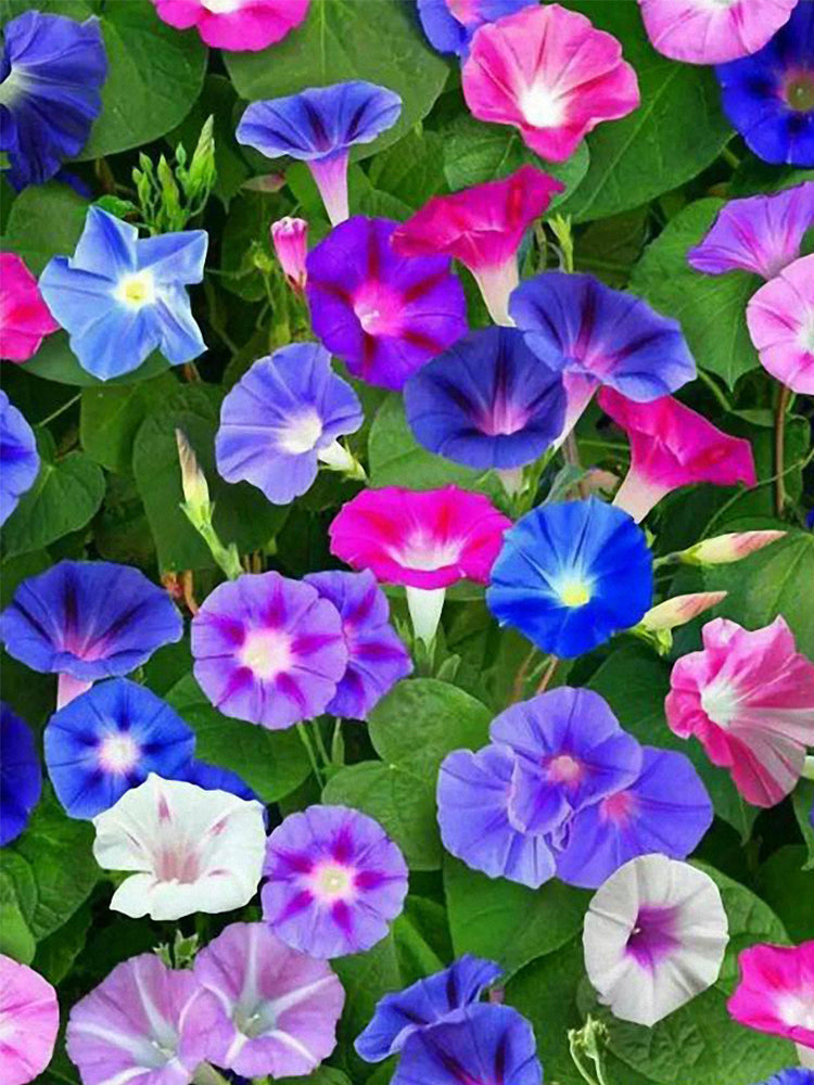 Mixed Color Morning Glory