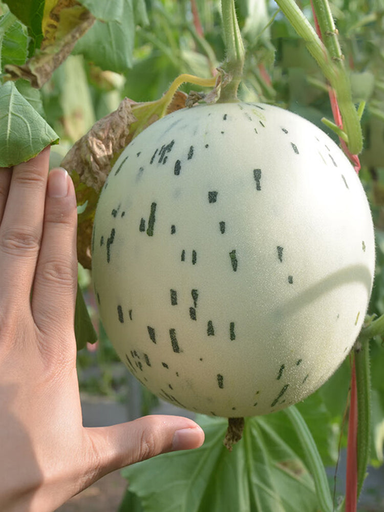 Meteor Silver Jade Melons