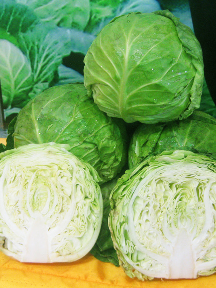 Green Treasure Cabbage