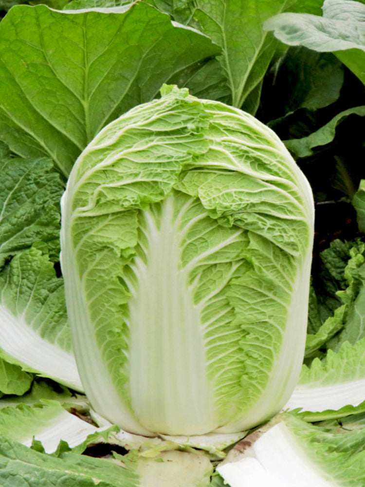 'Shuyue 601' Chinese Cabbage