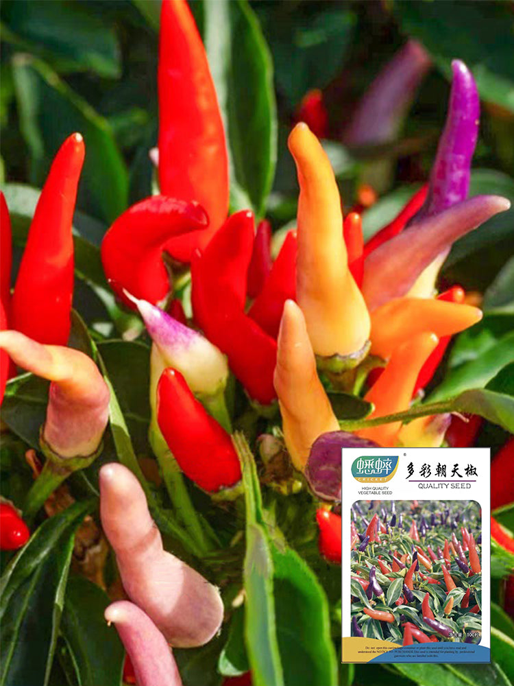 Colorful Chaotian Pepper