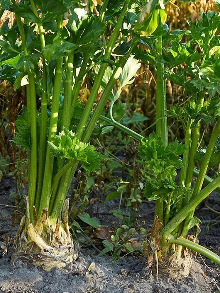 Celeriac 'Giant Prague' (Apium graveolens var. rapaceum)