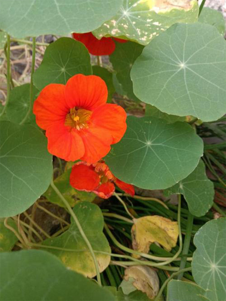 Royal Scarlet' Red Nasturtium (Tropaeolum majus)