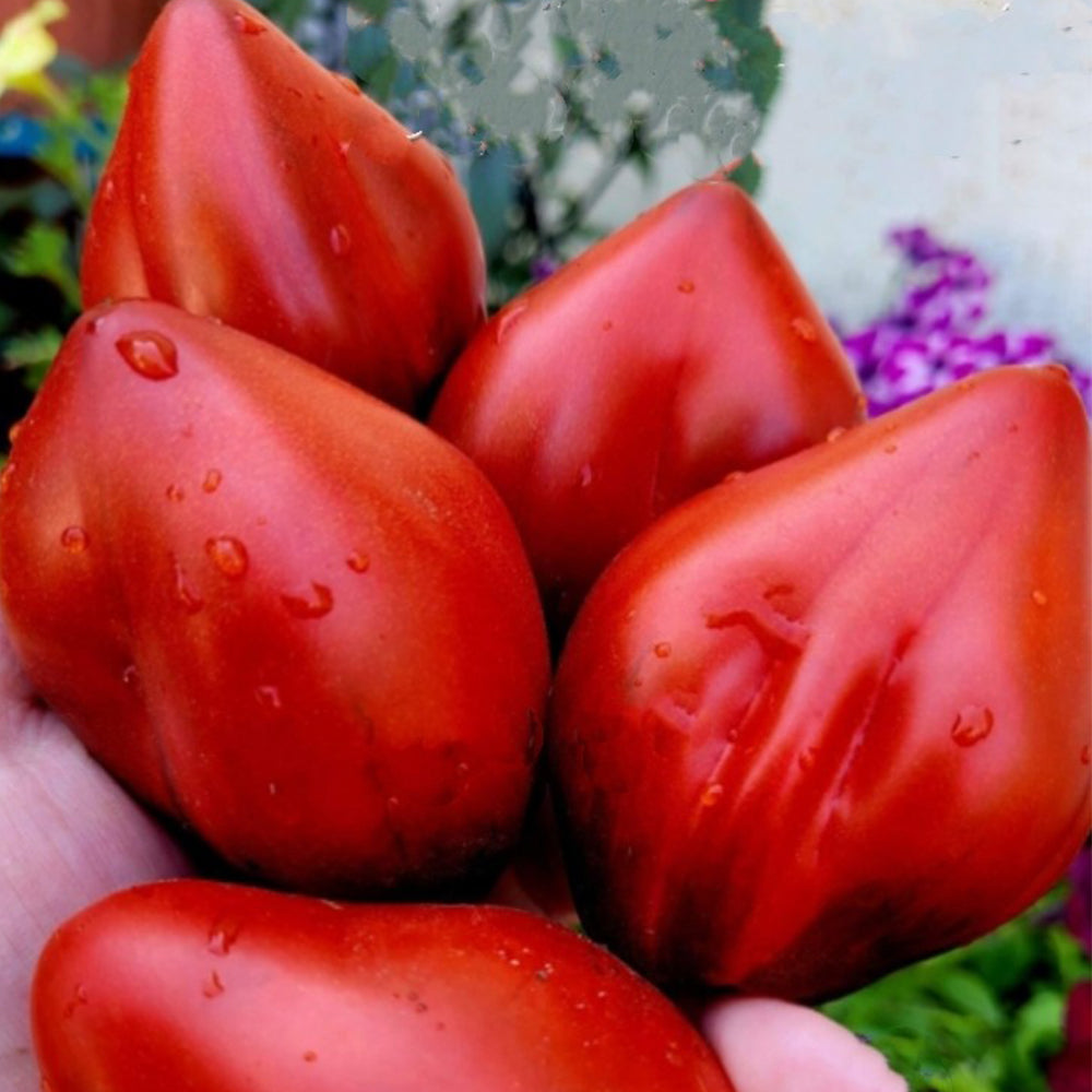 722 Sergeant Pepper's Crimson Heart Tomato