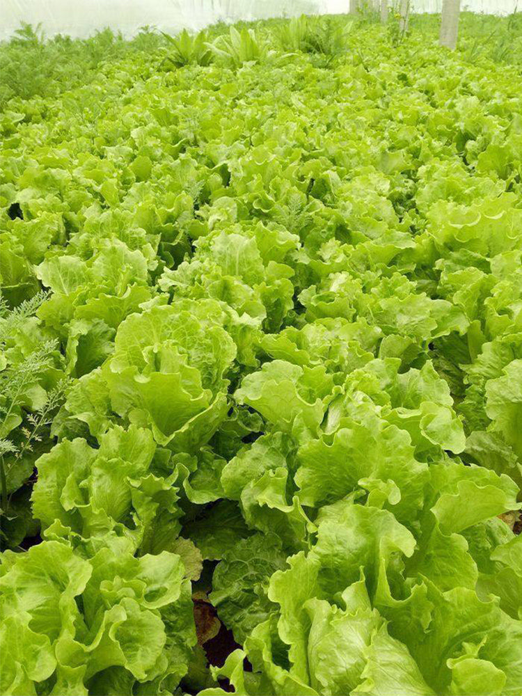 'Jiemei' Late Bolt Italian Lettuce
