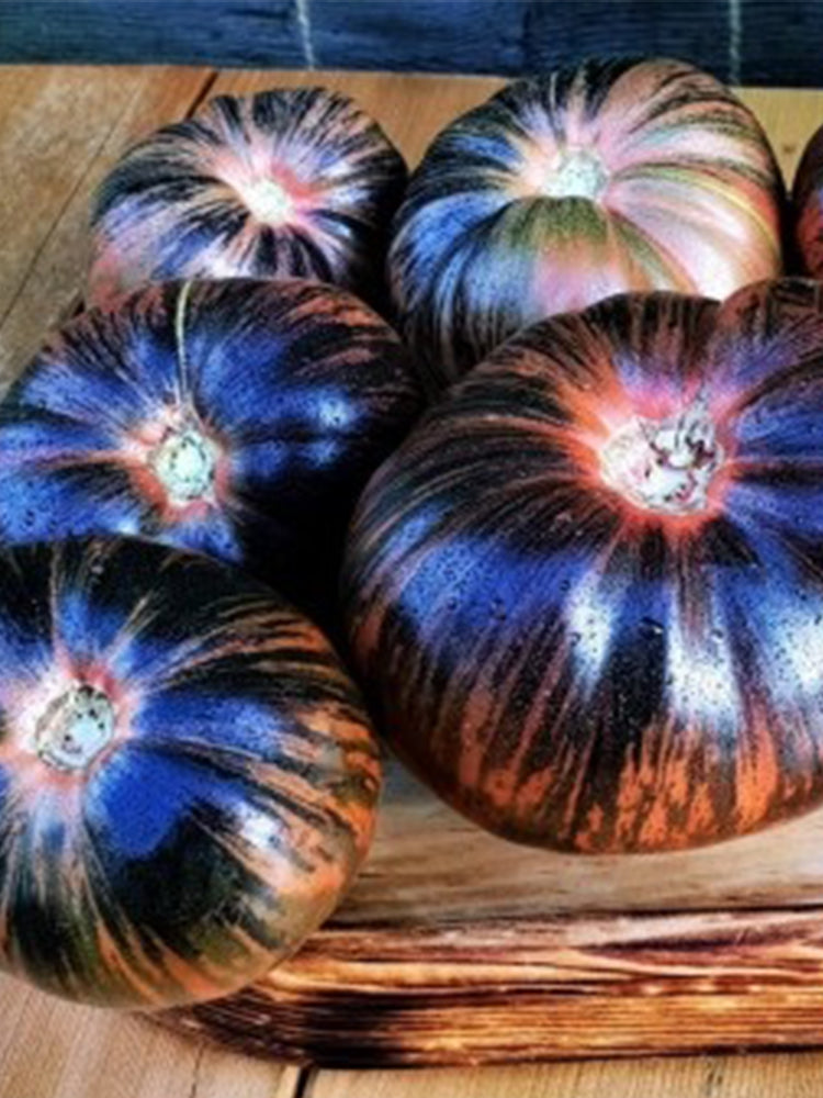Marsha's Starfighter Beefsteak Hybrid Tomato