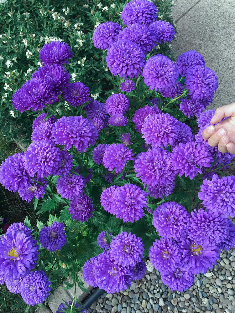 'Maiden Series' Blue China Aster