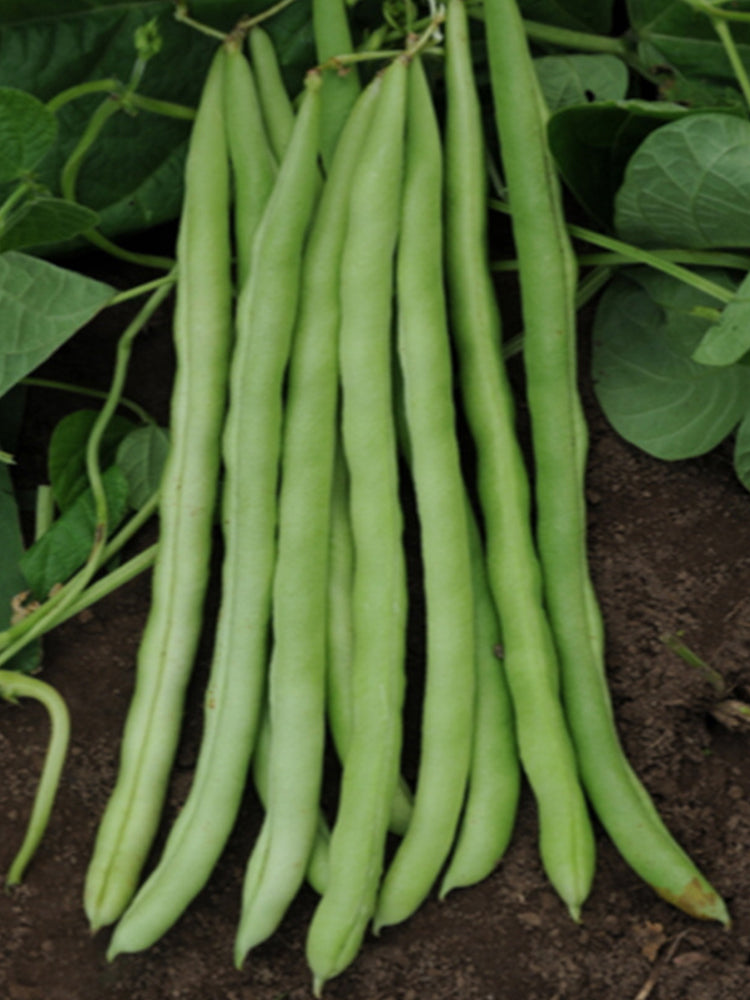Huajun No.13 Snap Beans