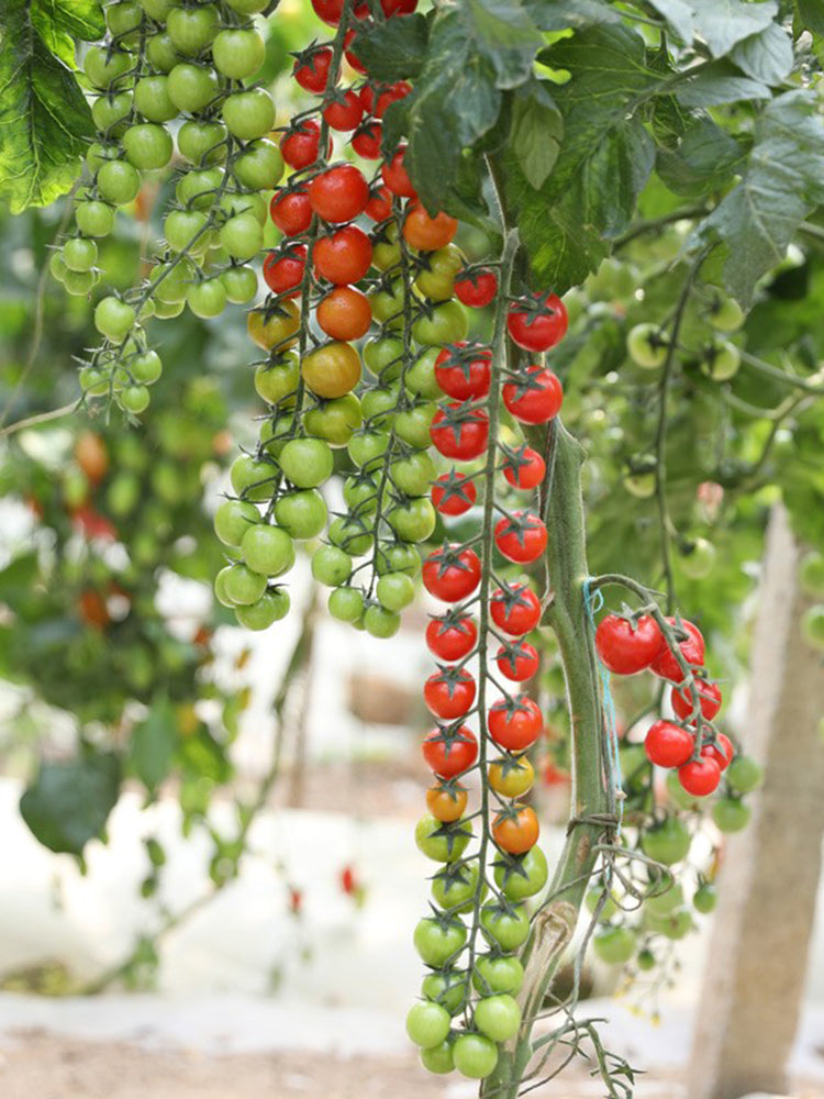 'Waterfall Red Cluster' Cherry Tomato