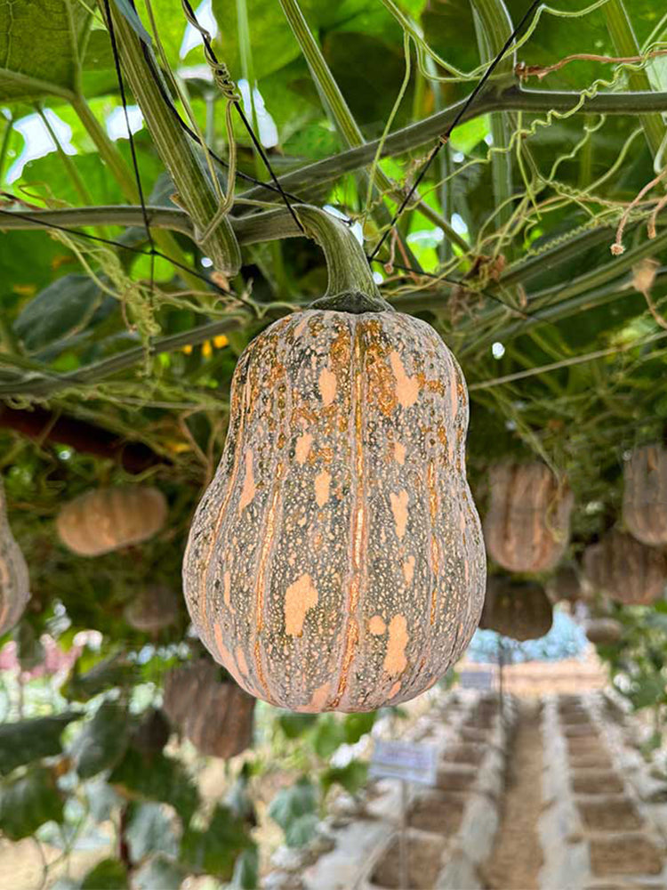 hanging pumpkin plants Bellfarm® Prolific Fragrant Pumpkin Seeds – MUCIAKIE
