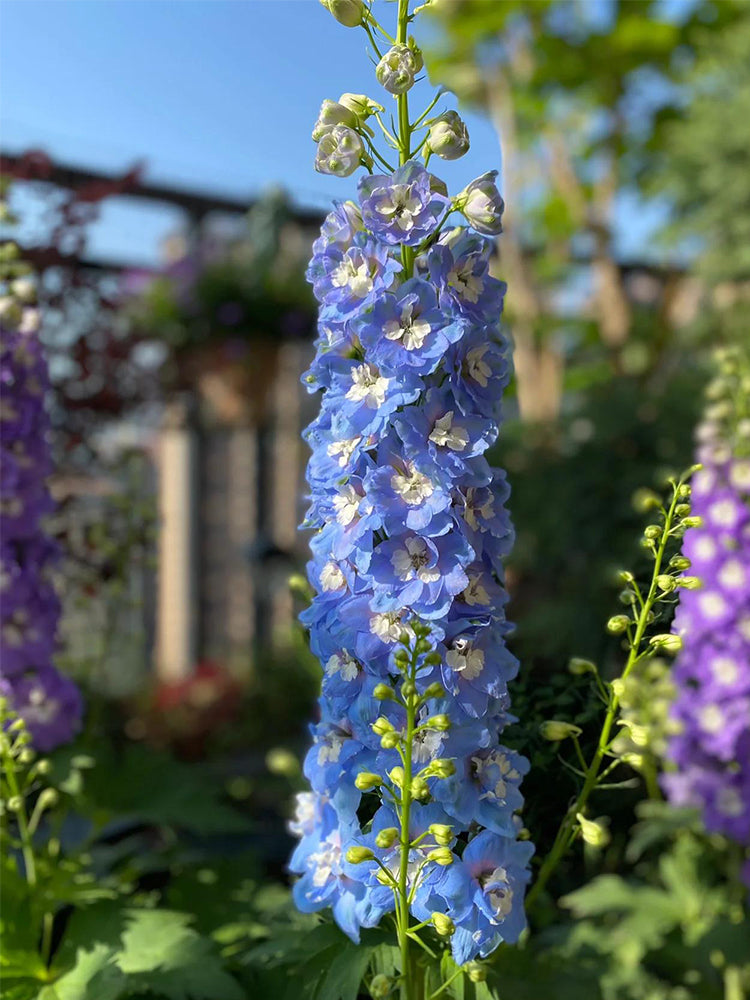 Large-flowered Delphinium (Delphinium grandiflorum 'Cute' Series)