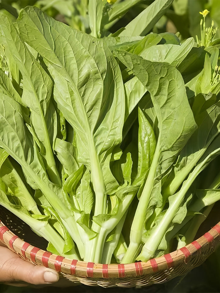 'Tender Sprout No.3' Choy Sum