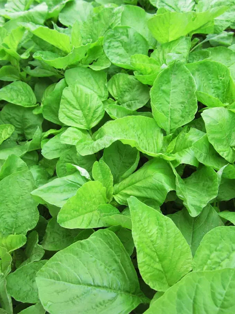 Round-leaf White Amaranth