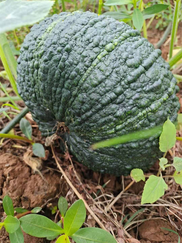 Thai 'Gold Coin' Pumpkins
