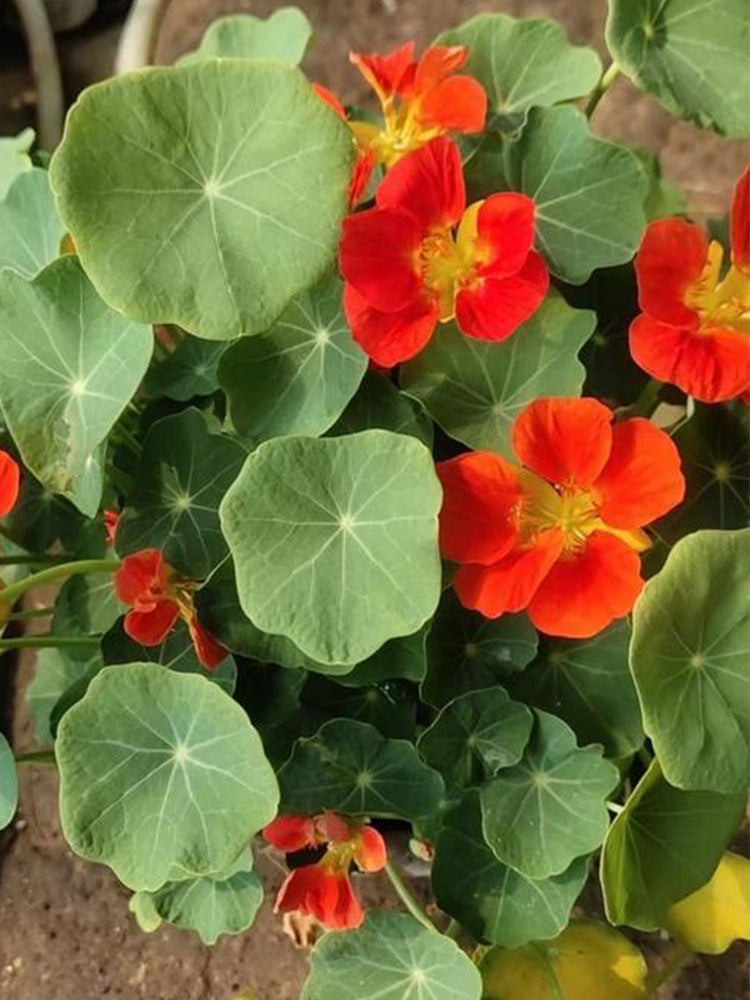 Royal Scarlet' Red Nasturtium (Tropaeolum majus)