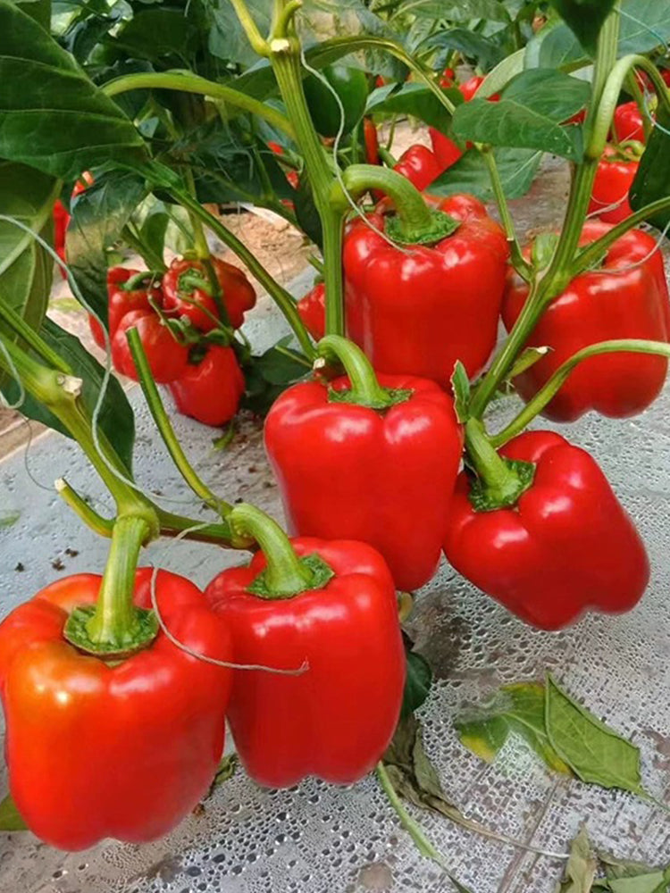 Red Lantern Sweet Pepper
