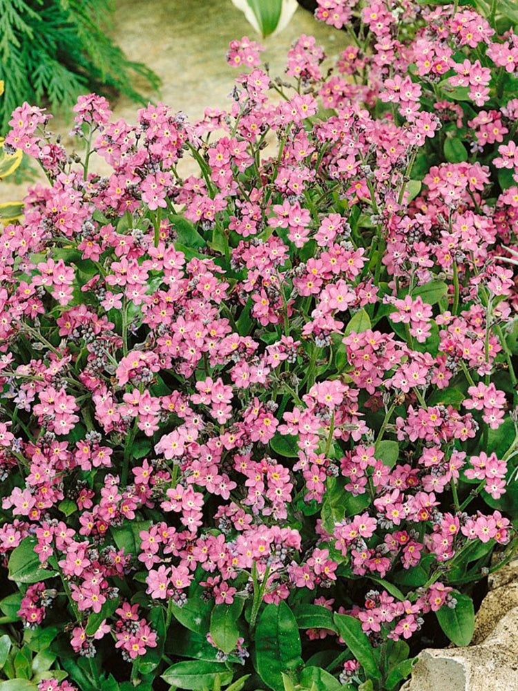 Pink Alpine forget-me-not (Myosotis alpestris)