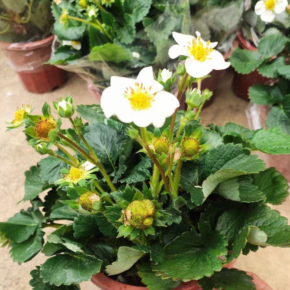 5 Bags (200 Seeds / Bag) of 'Medelet' Series Red Strawberry