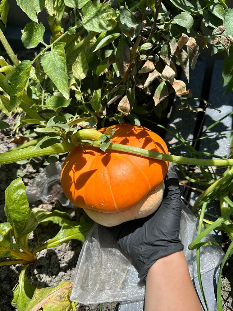 Censer Squash