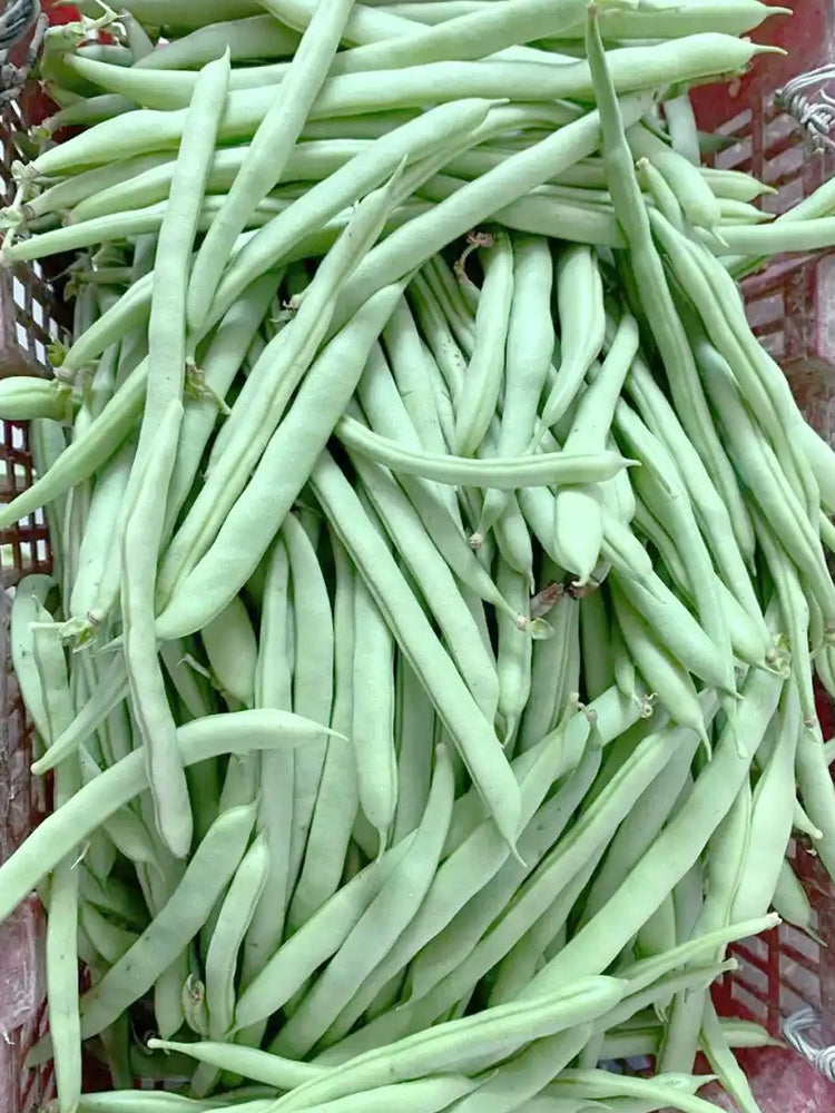 'Shuangqing Yudou' Snap Bean