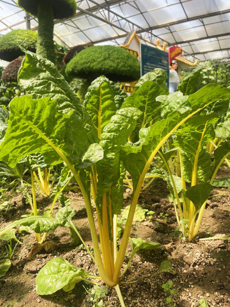 Jiayuan Golden Chard