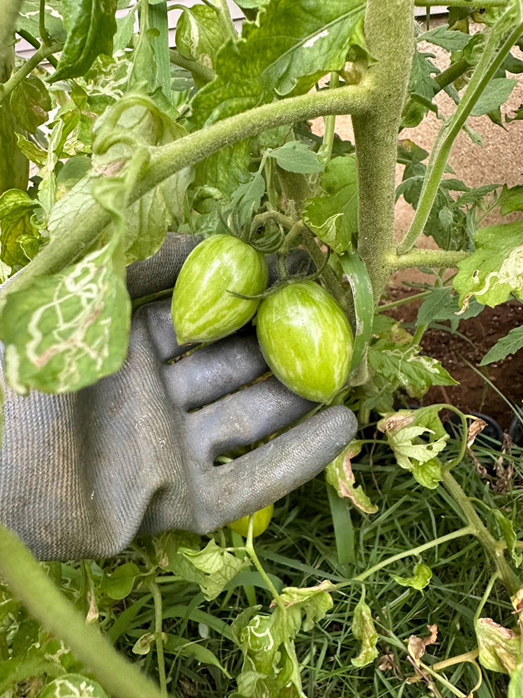 'Surprise Green Cream' Tomato