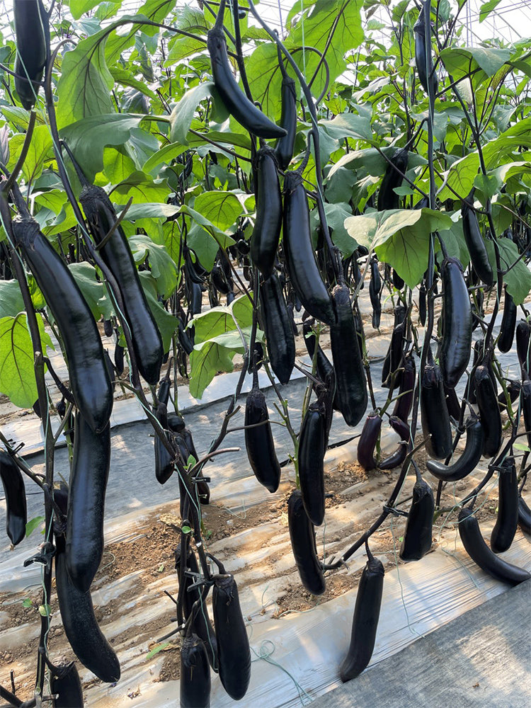 'Heiguiren' Long Eggplant