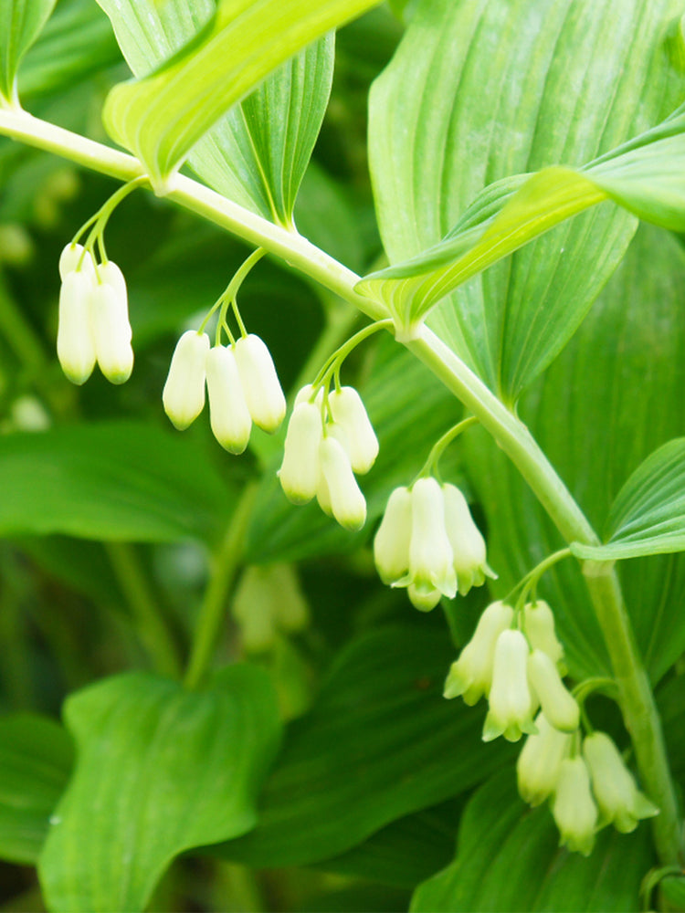 Huangjing (Polygonatum sibiricum)