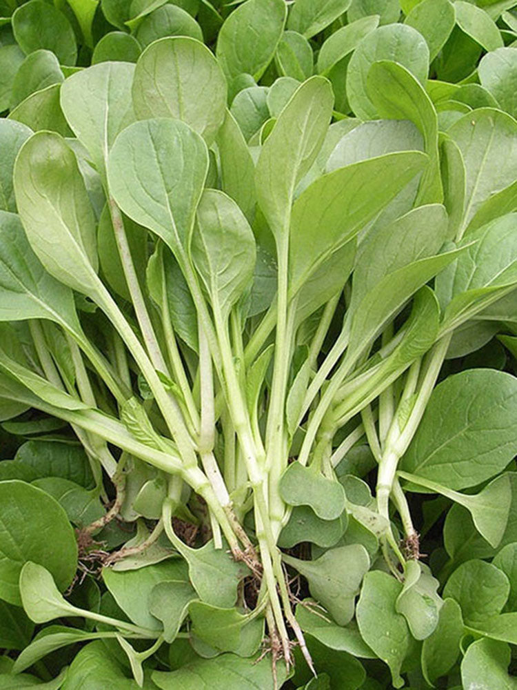 Tender Baby Bok Choy
