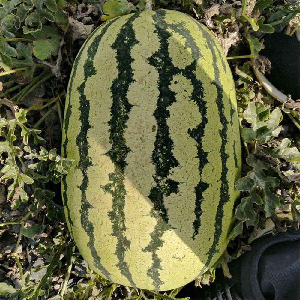 5 Bags (30 Seeds / Bag) of 'Idler King' Watermelon Seeds