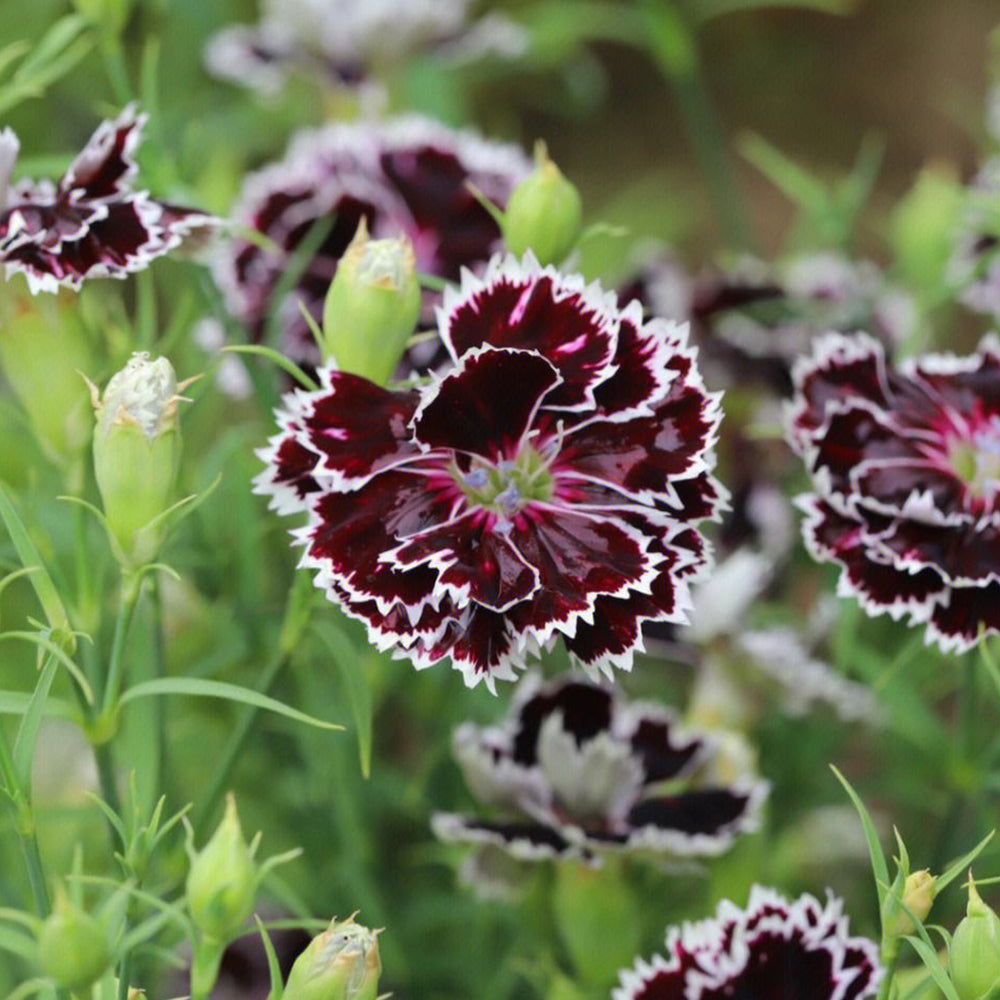 20 Seeds of Carnation 'Black and White Minstrel' Flowers, Dianthus Chinensis Heddewigii