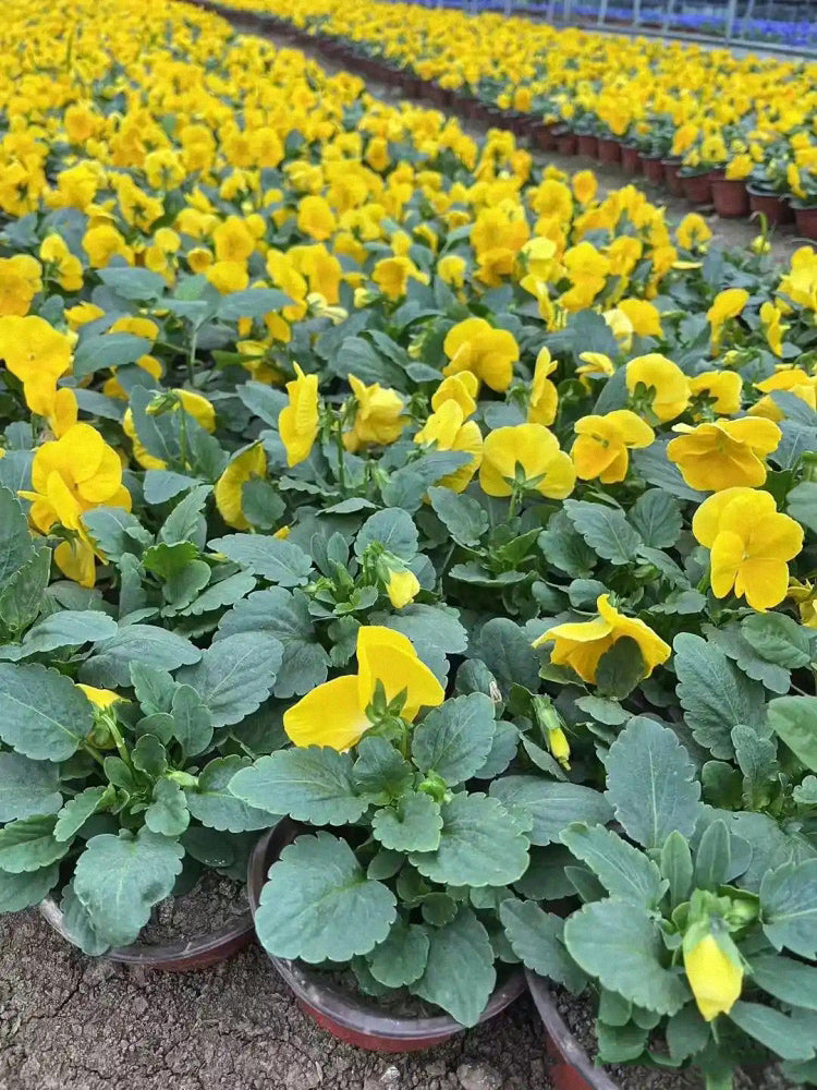 Super Bingo Series Yellow Pansy (Viola × wittrockiana)
