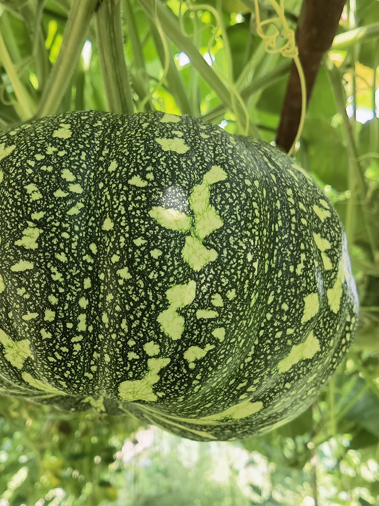 Mibei 308 Pumpkins
