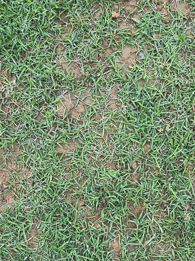 Bermudagrass