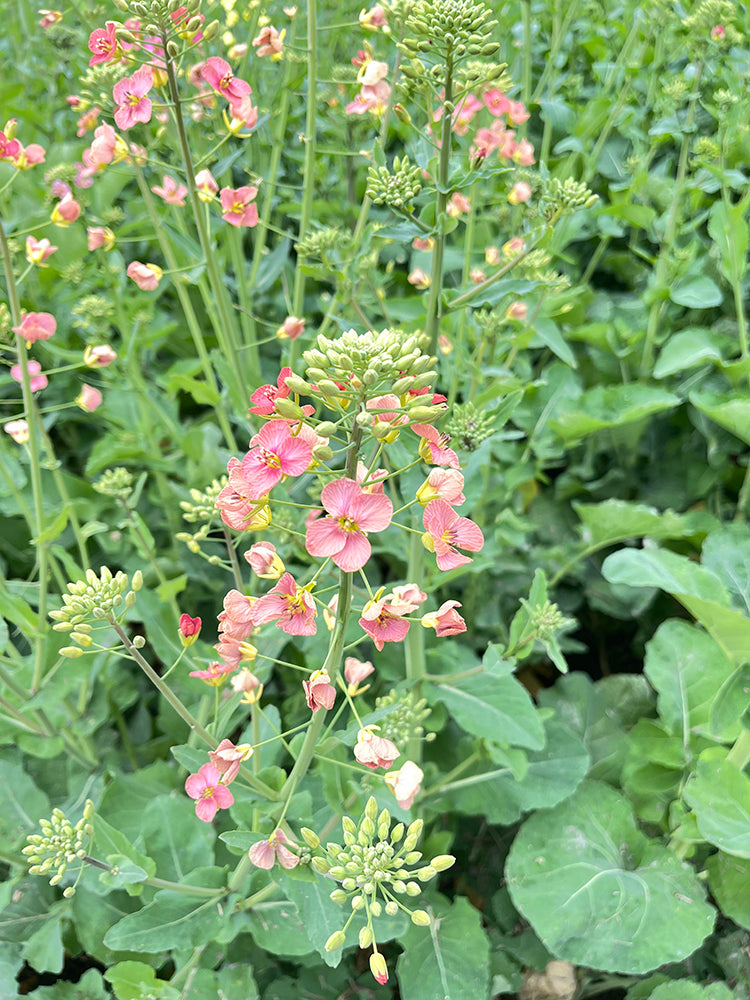 Rainbow Rapeseed