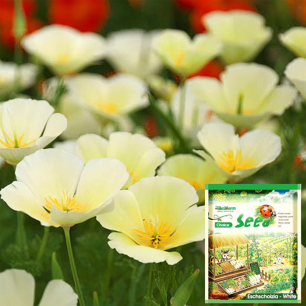 Bellfarm® Eschscholzia californica Seeds