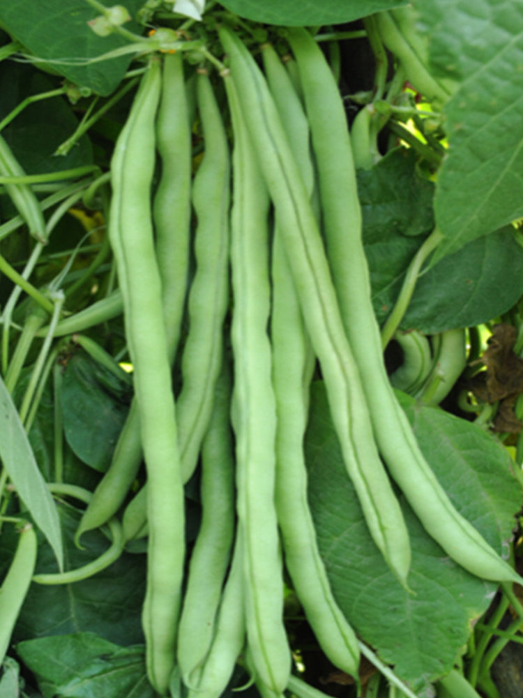 Huajun No.13 Snap Beans