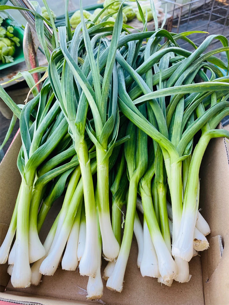 Leek (Allium ampeloprasum var. porrum)