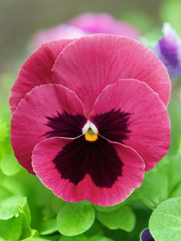 Hezhichun Pansy 'Cat Face'